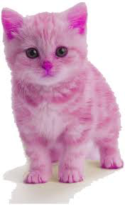 A picture of a pink kitten to be sampled by ImageSubdomainGenerator.